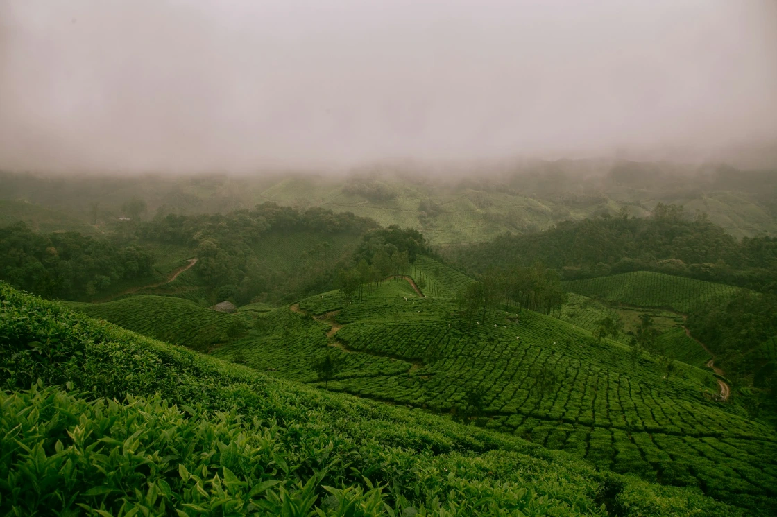 hills covered with green plants \]